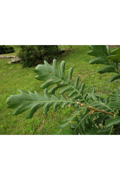 Дуб Фрайнетто